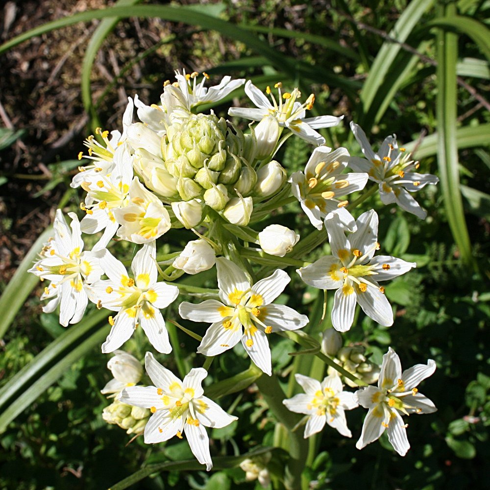Fremont's Star Lily