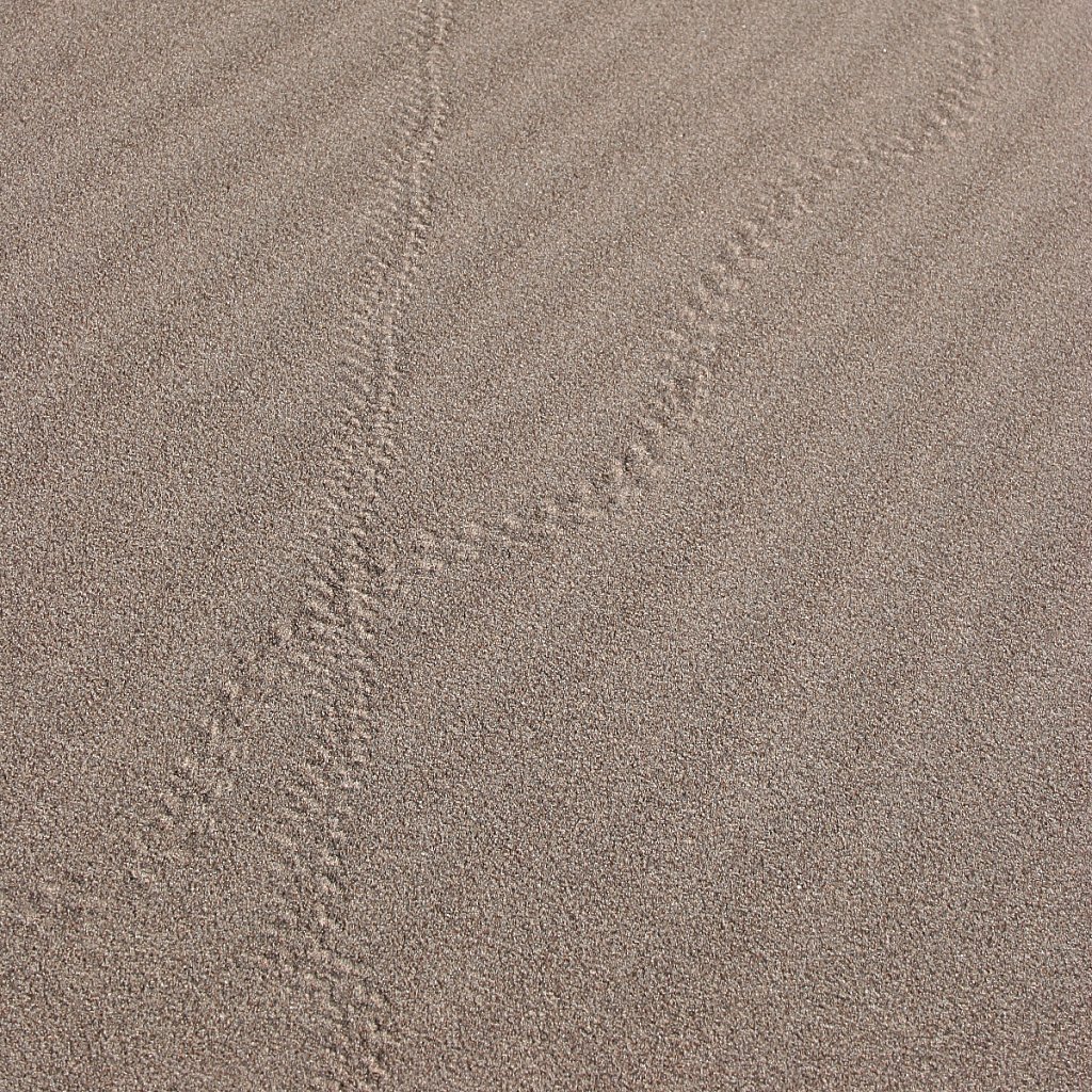 Insect Tracks
