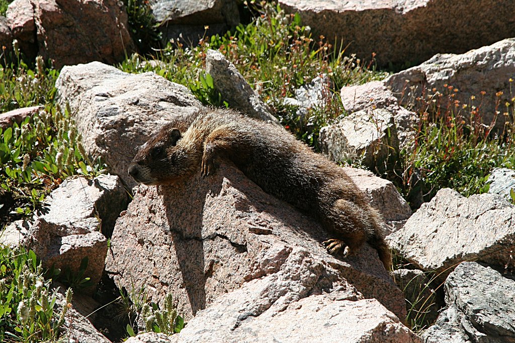 Languid Marmot
