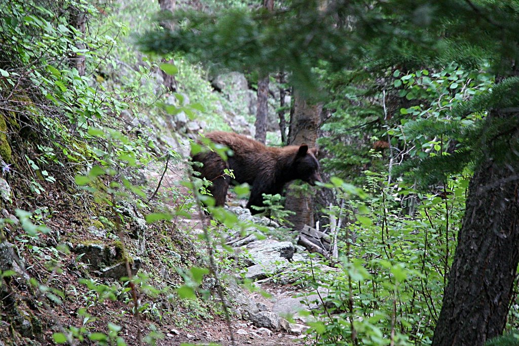 Bear on the Trail