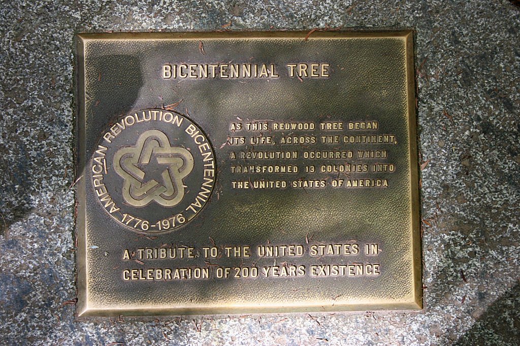 Bicentennial Tree