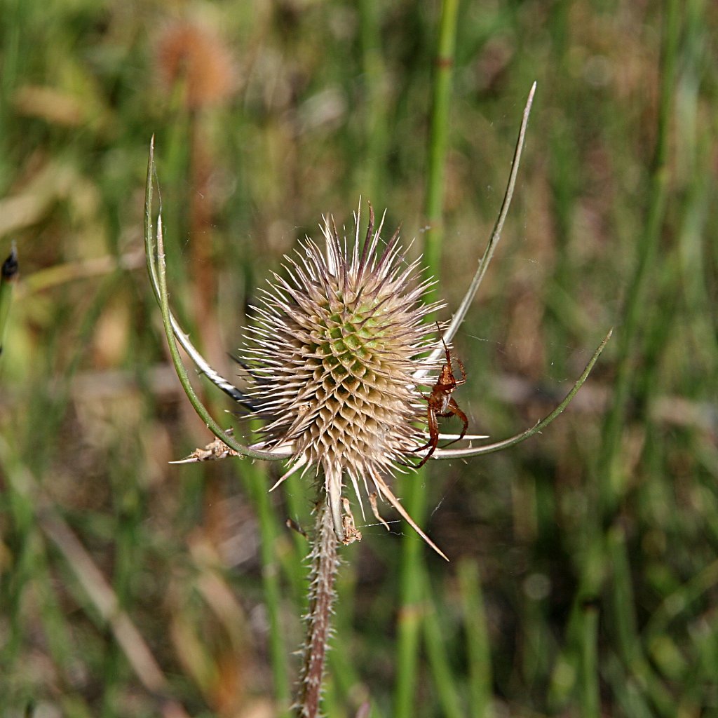 Teasel and Spider