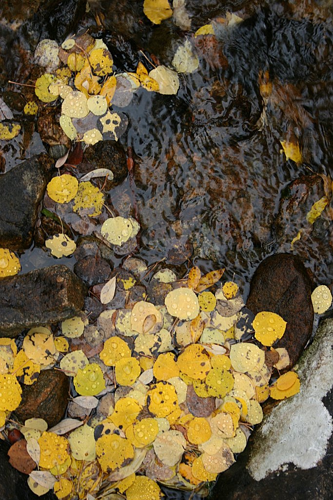 Floating Aspen Leaves