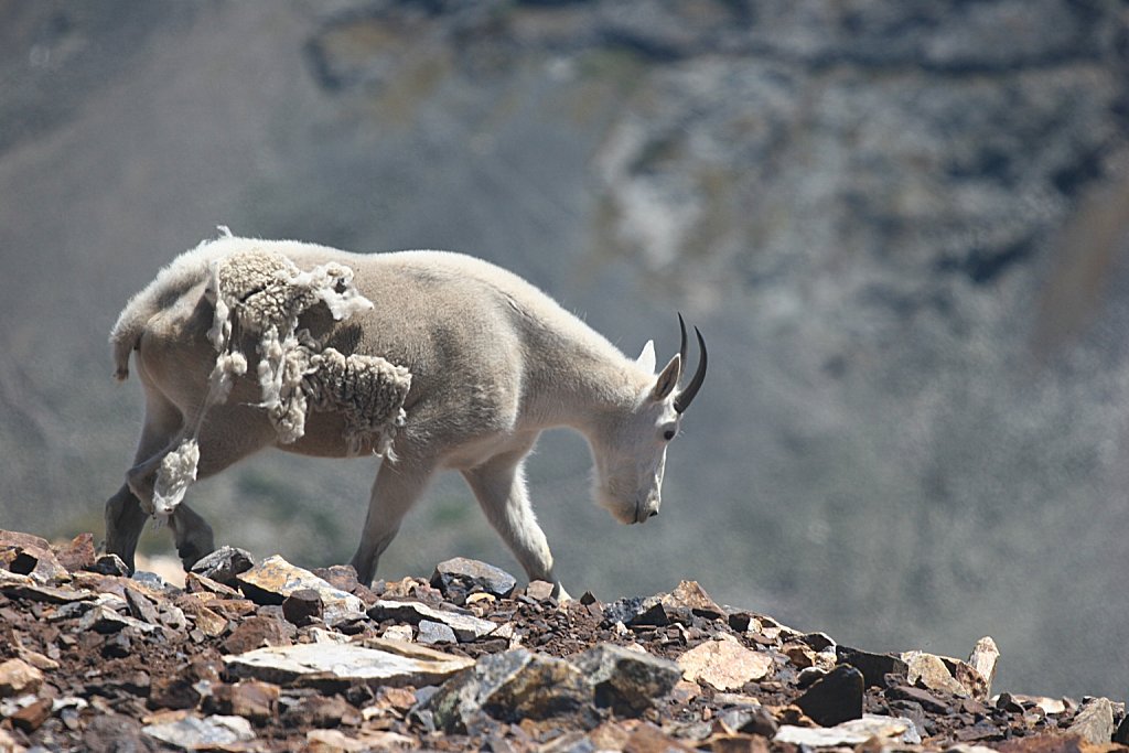 Shaggy Mountain Goat