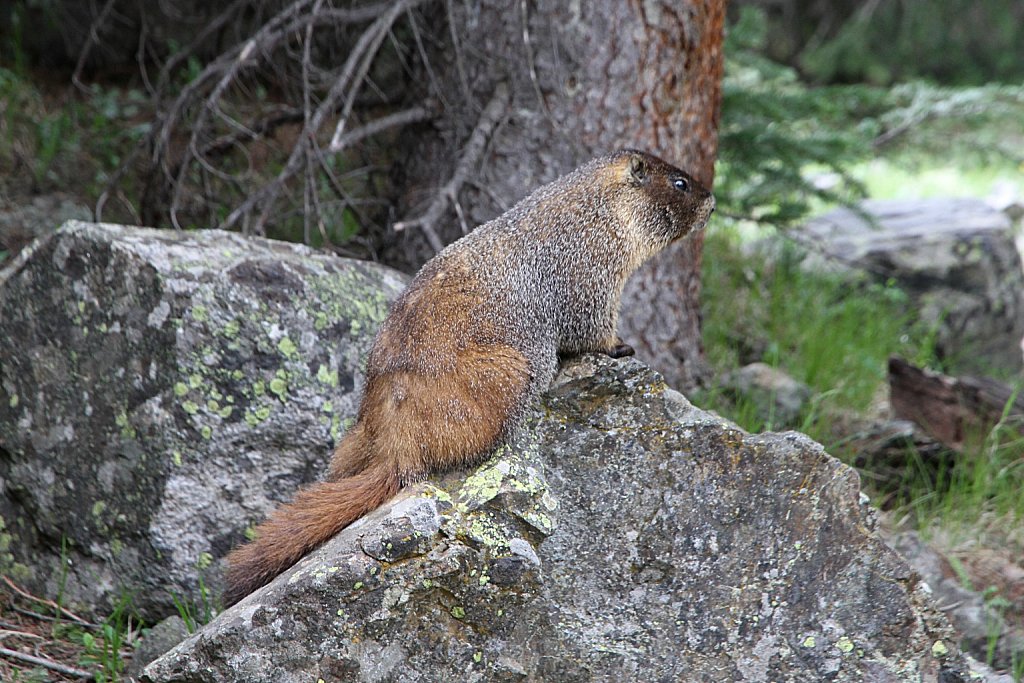 Bold Marmot