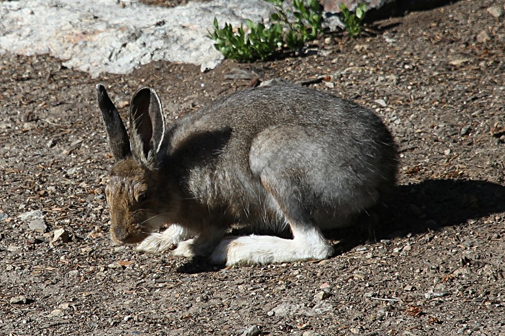 Snowshoe Hare in Summer Coat