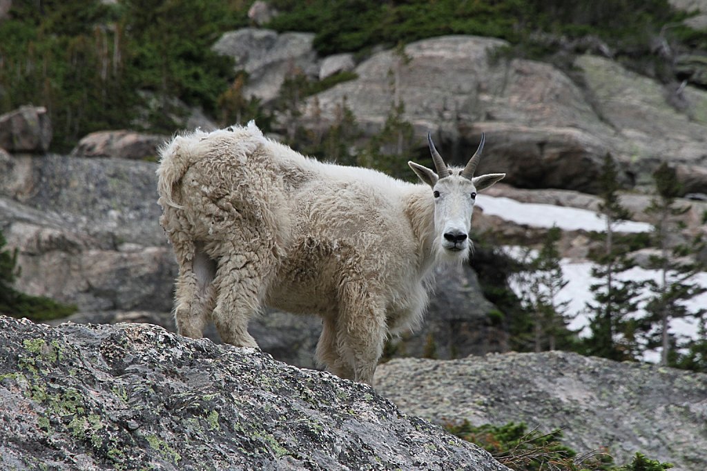 Habituated Mountain Goat