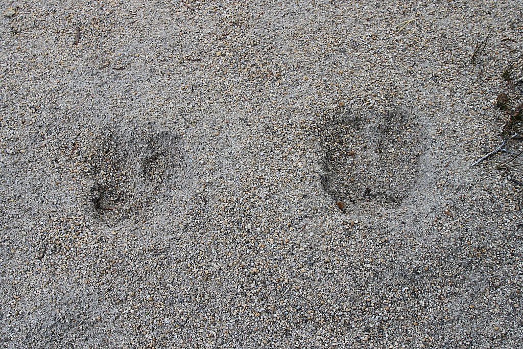 Moose Tracks on the Beach